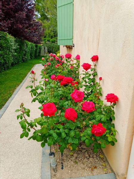 Création d'une allée piétonne fleuri en Mineralstar, résine naturelle drainante, respectueuse de l'environnement et de votre jardin par Daniel Moquet Aix-en-Provence 